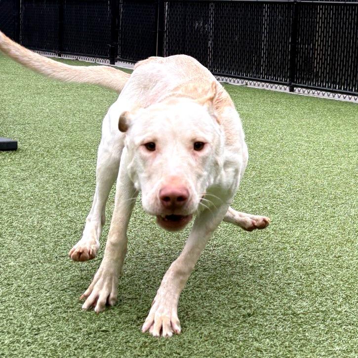 Bettie, a Adoptable Mixed Breed in Greensboro, NC image 3/6