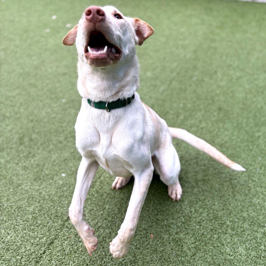 Bettie, a Adoptable Mixed Breed in Greensboro, NC image 4/6