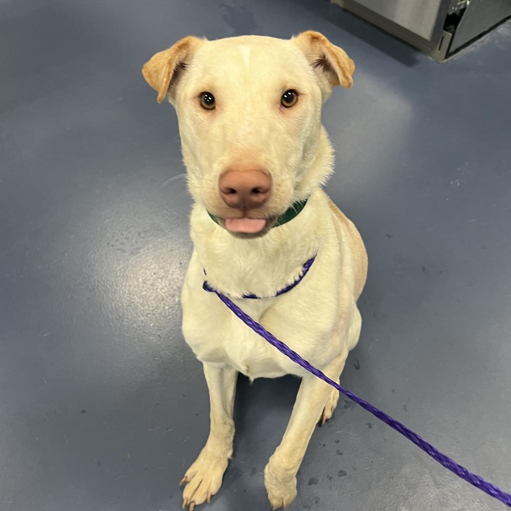 Bettie, a Adoptable Mixed Breed in Greensboro, NC image 5/6