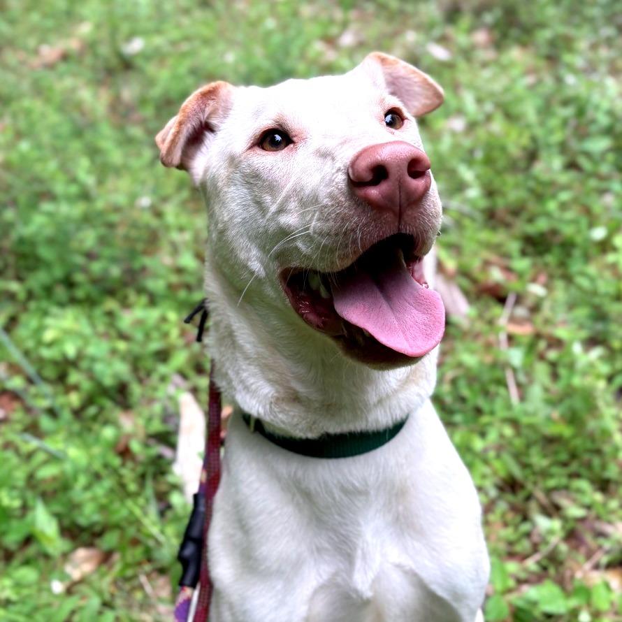 Bettie, a Adoptable Mixed Breed in Greensboro, NC image 6/6