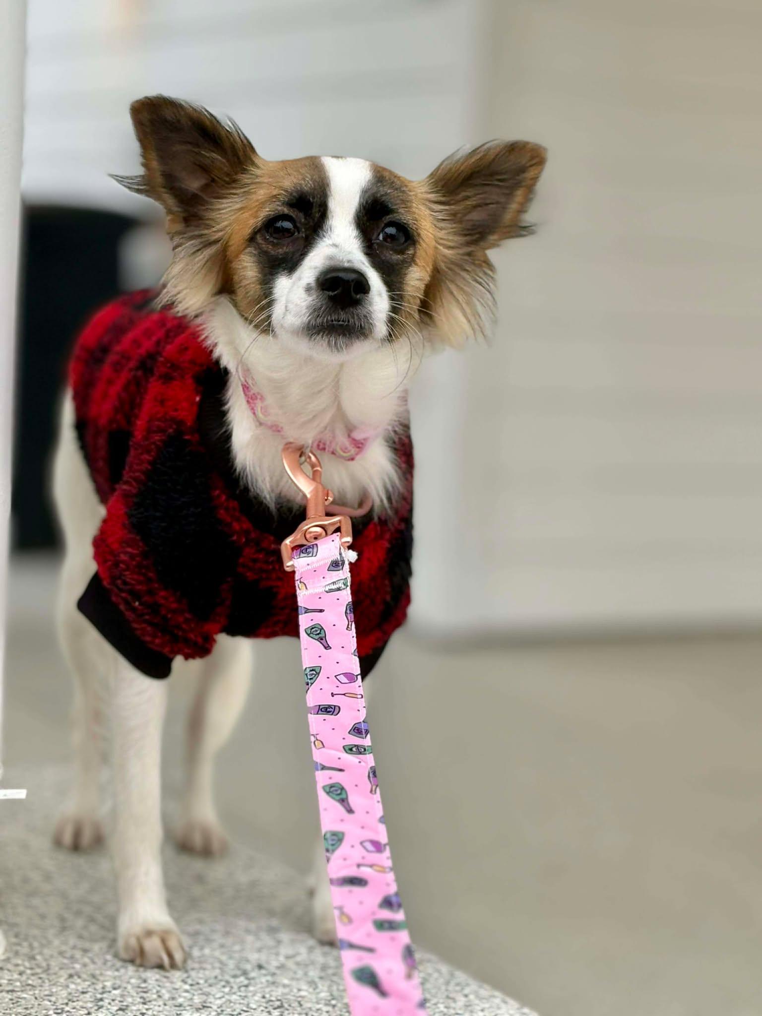 Penny, a Adopted Papillon in Visalia, CA image 1/3