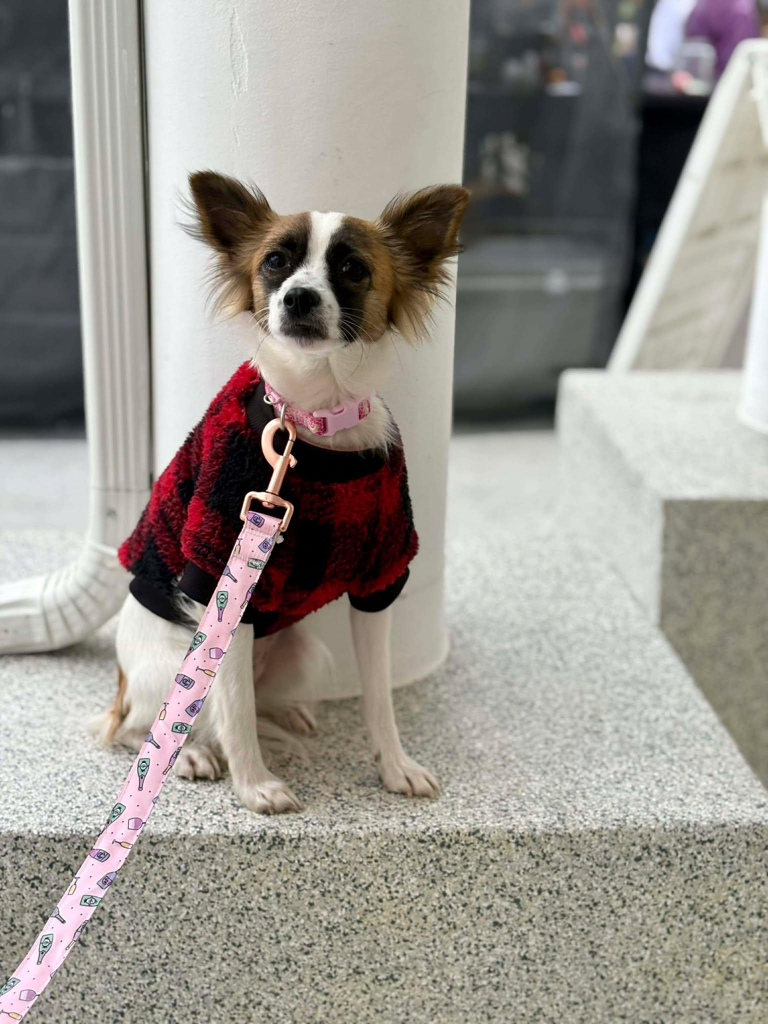 Penny, a Adopted Papillon in Visalia, CA image 2/3