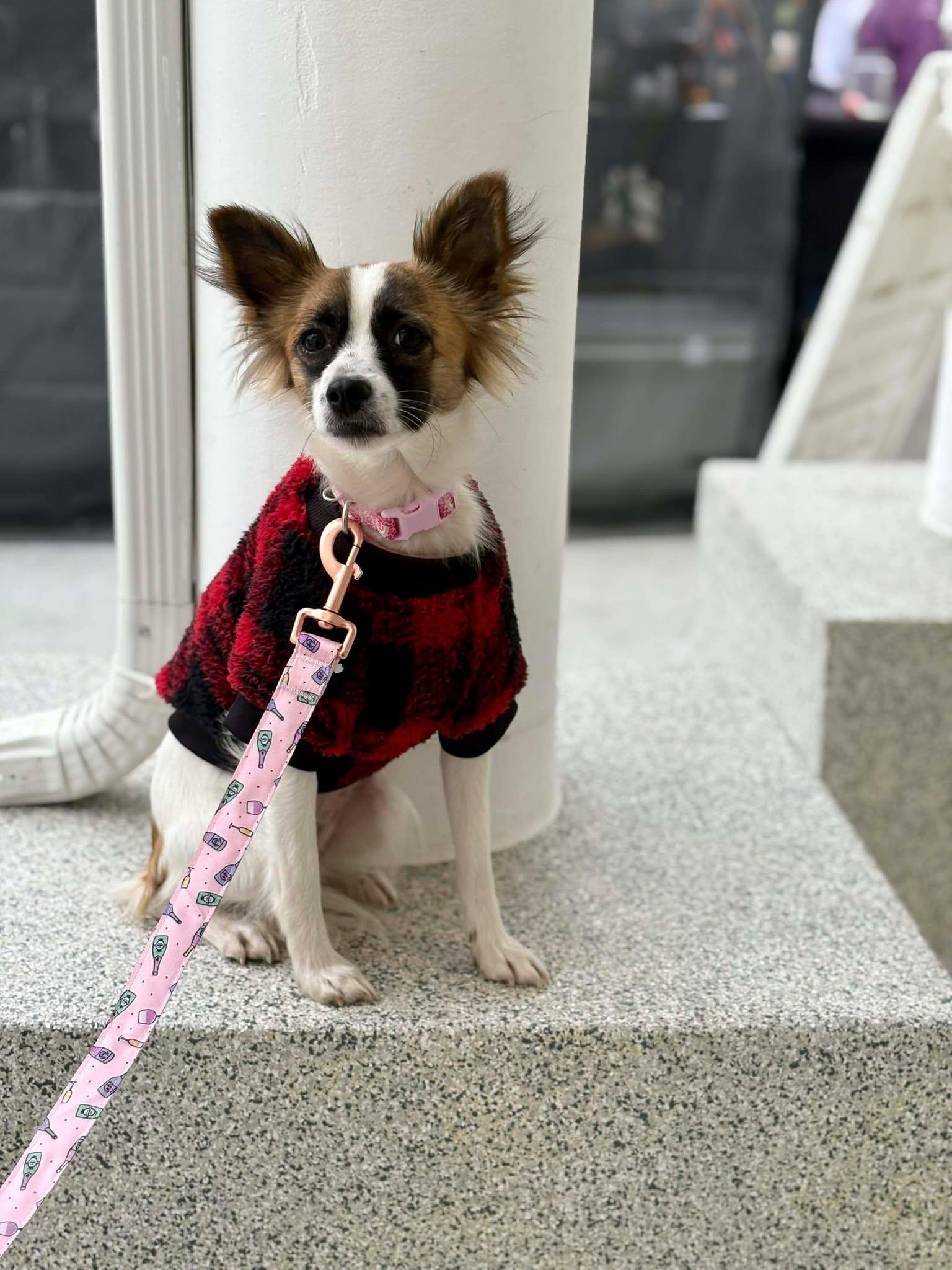 Penny, a Adopted Papillon in Visalia, CA image 3/3
