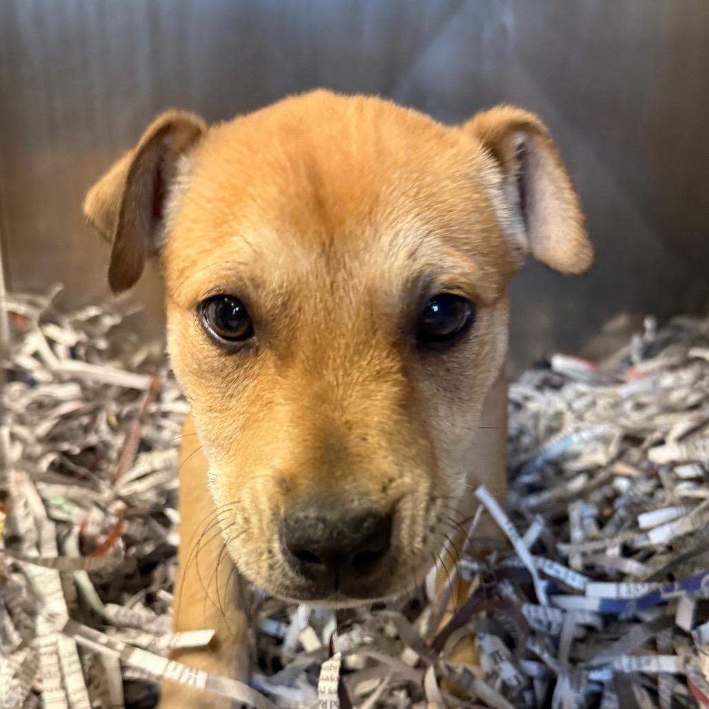 Romeo, Adoptable, Young Male Shepherd.