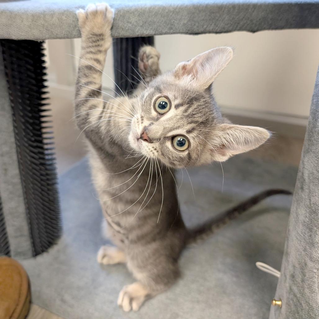 Enlarge Miss Peacock, a Adoptable Domestic Short Hair in Pleasant Hill, CA image 1/5