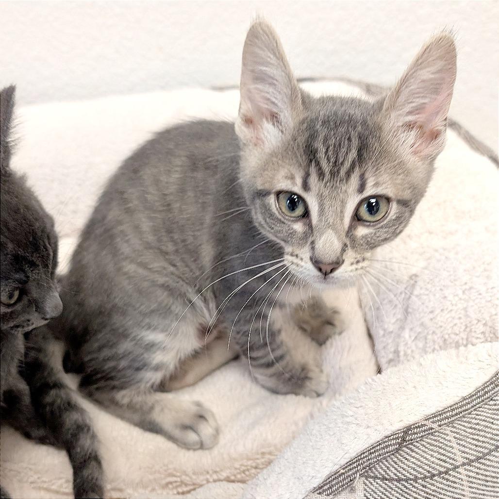 Enlarge Miss Peacock, a Adoptable Domestic Short Hair in Pleasant Hill, CA image 2/5