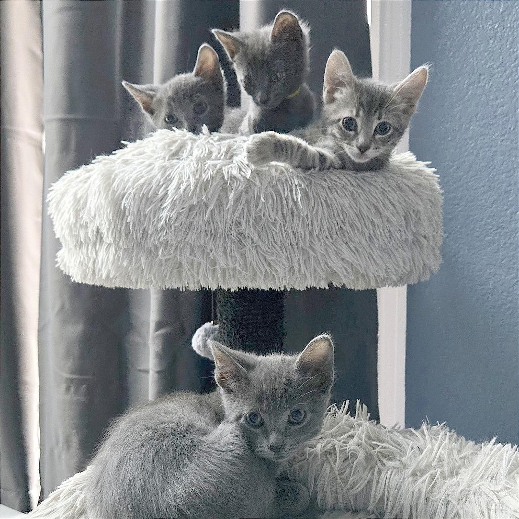 Enlarge Miss Peacock, a Adoptable Domestic Short Hair in Pleasant Hill, CA image 3/5