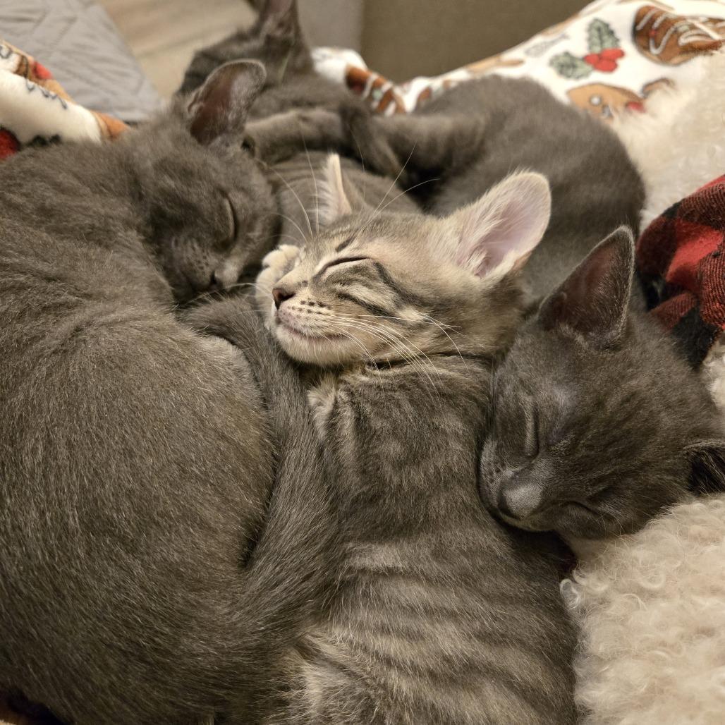 Enlarge Miss Peacock, a Adoptable Domestic Short Hair in Pleasant Hill, CA image 4/5