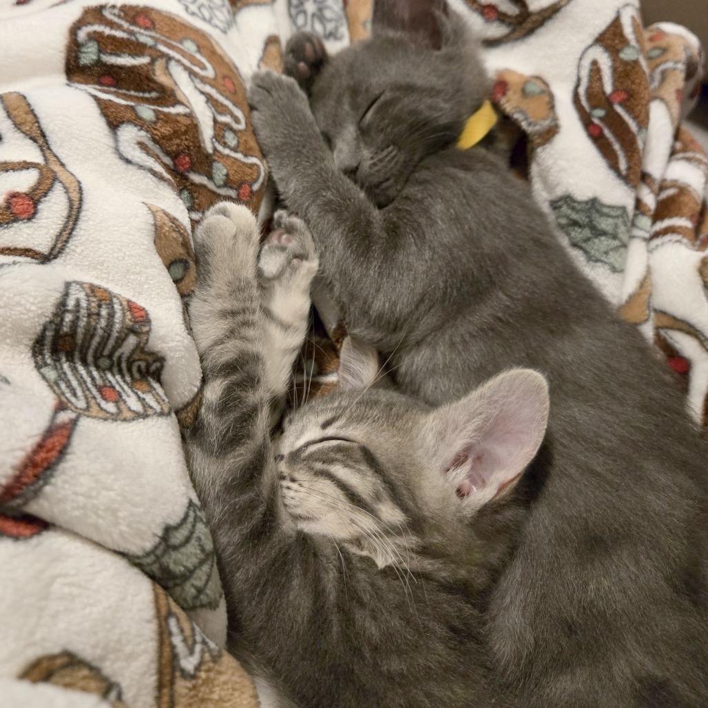 Enlarge Miss Peacock, a Adoptable Domestic Short Hair in Pleasant Hill, CA image 5/5