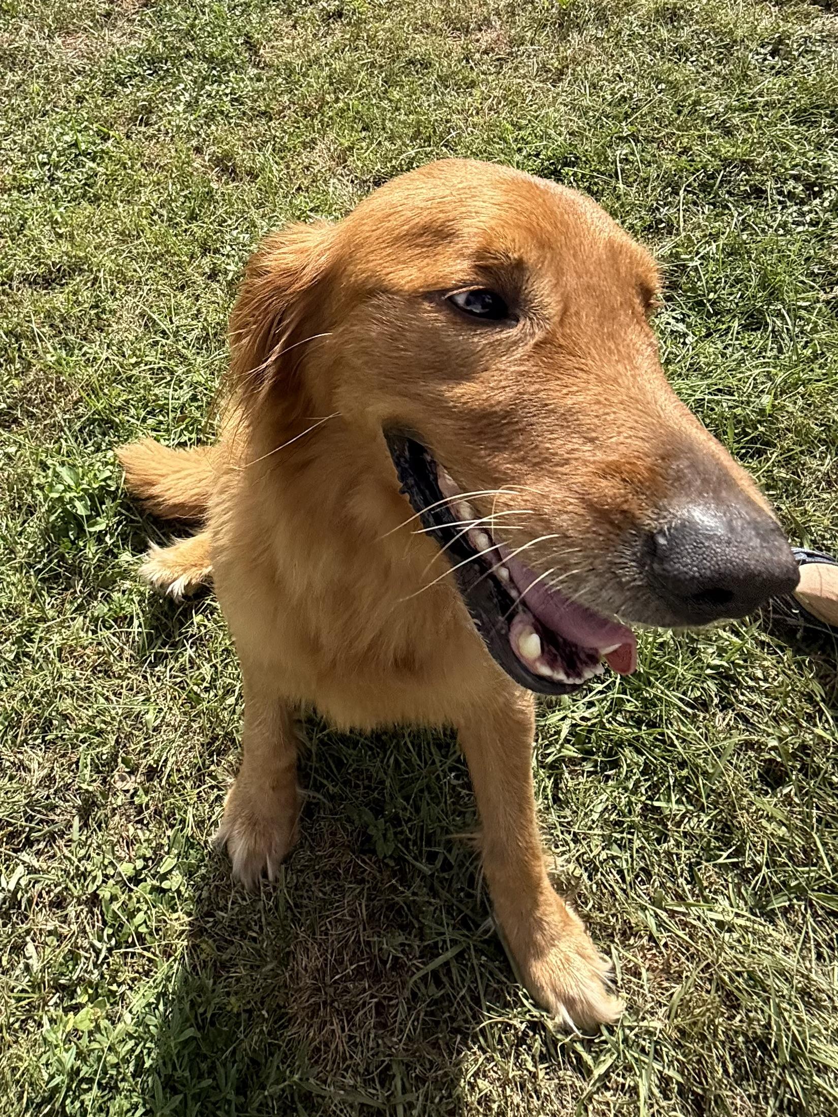Link (Sir Linksalot), an adopted Golden Retriever in New Port Richey, FL image 1/5