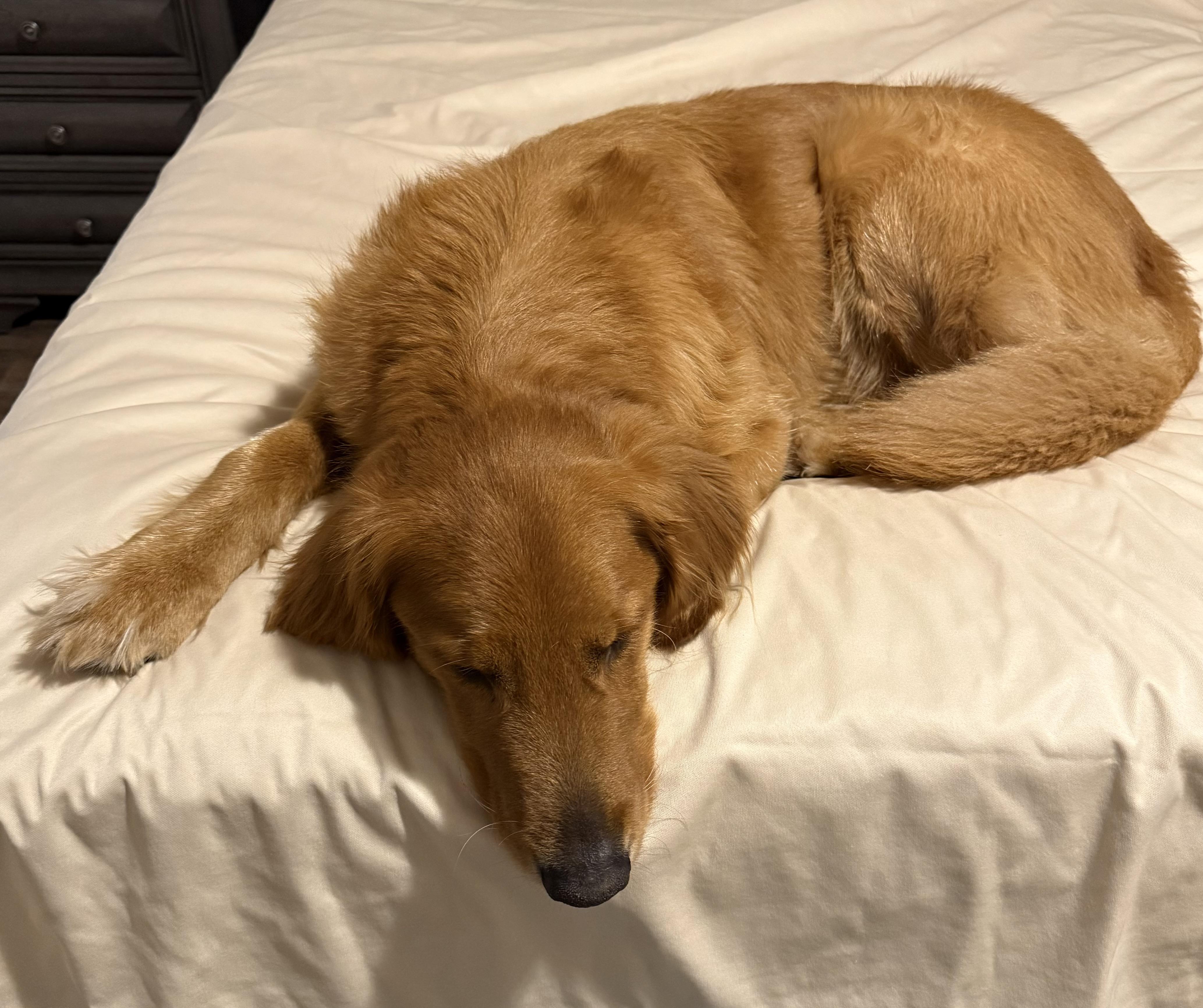 Link (Sir Linksalot), an adopted Golden Retriever in New Port Richey, FL image 4/5