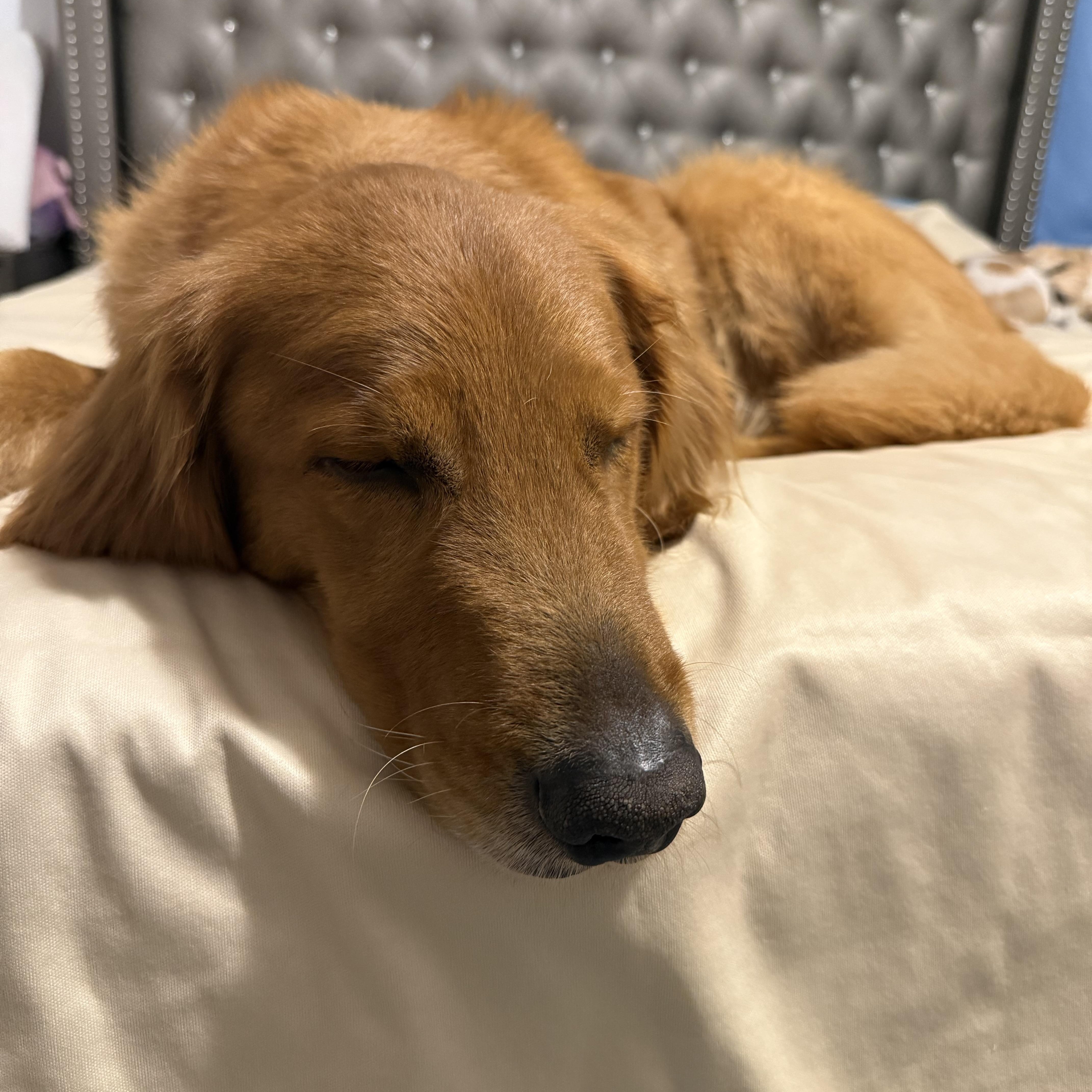 Link (Sir Linksalot), an adopted Golden Retriever in New Port Richey, FL image 3/5