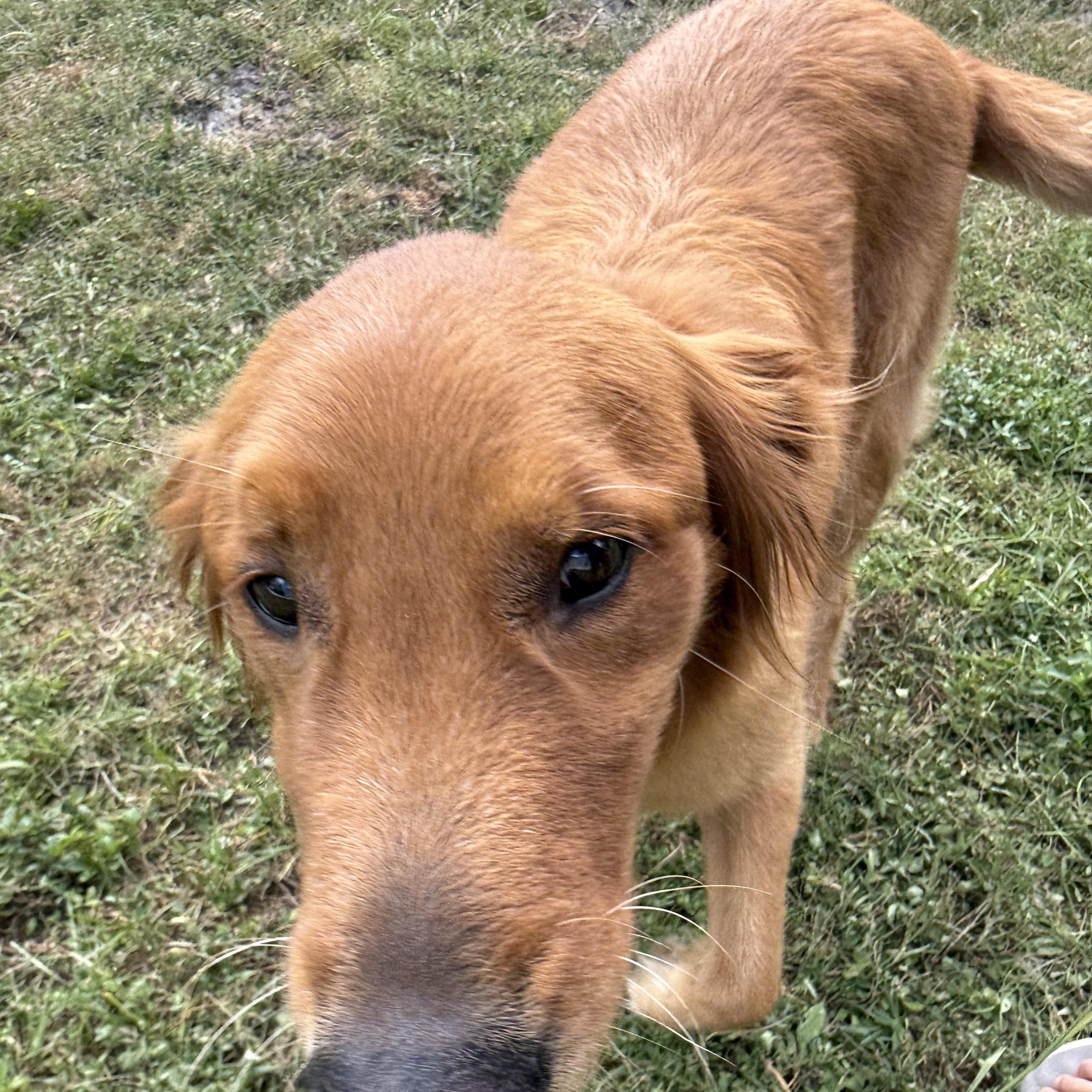 Link (Sir Linksalot), an adopted Golden Retriever in New Port Richey, FL image 5/5