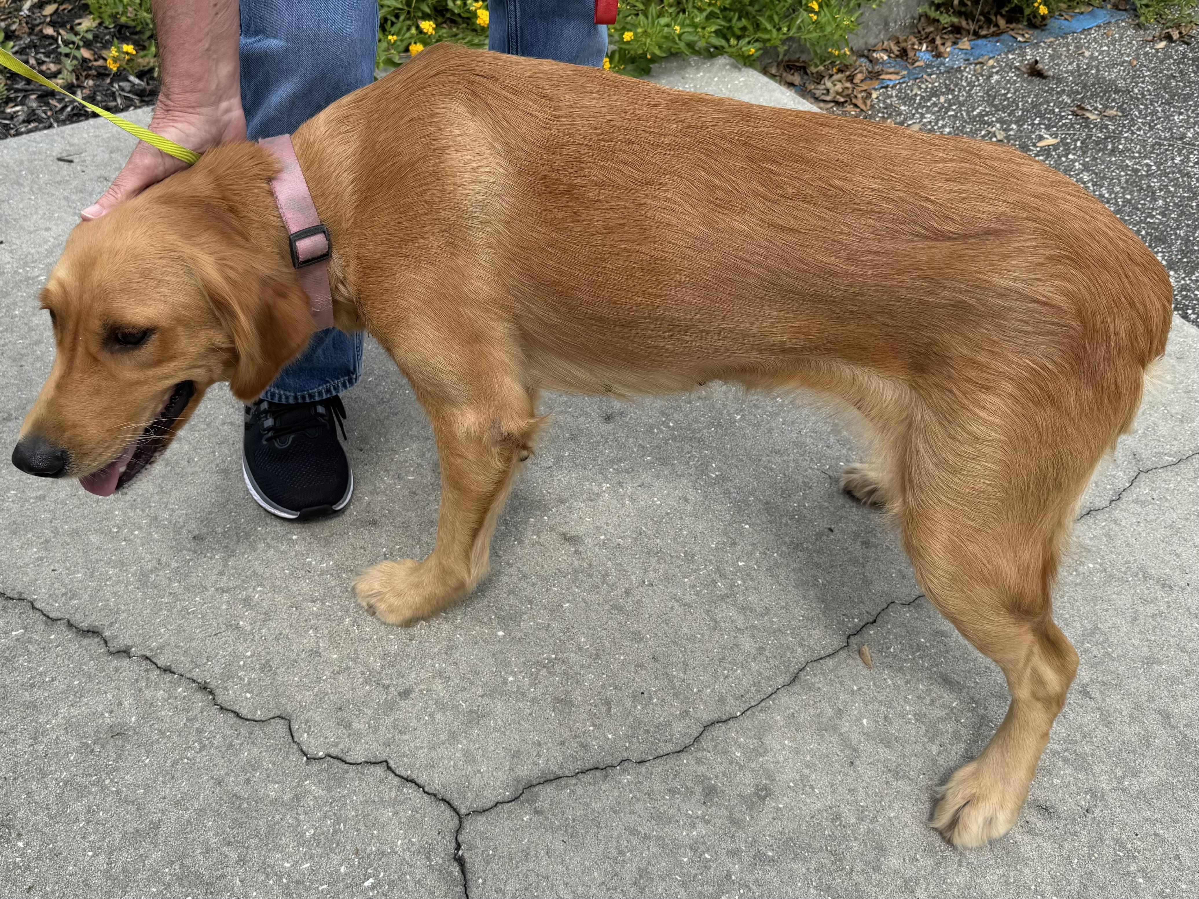 Link (Sir Linksalot), an adopted Golden Retriever in New Port Richey, FL image 2/5