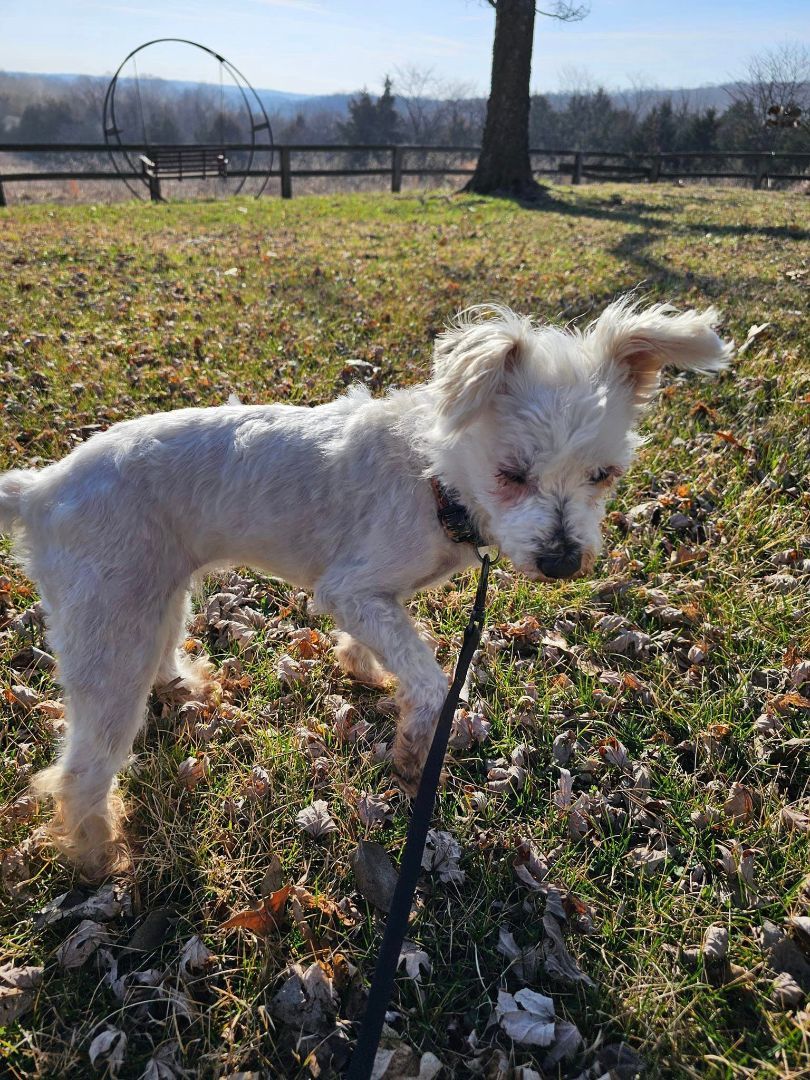 Dog for adoption Tiny T, a Terrier Mix in Nixa, MO Petfinder