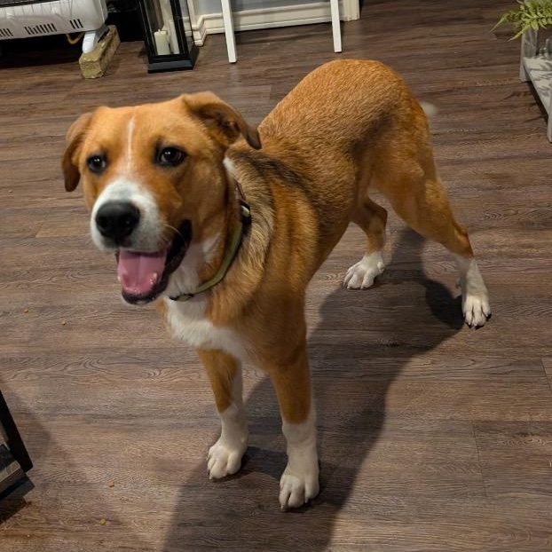 Enlarge Hank, a ADOPTABLE mixed breed in Chelmsford, MA image 3/5