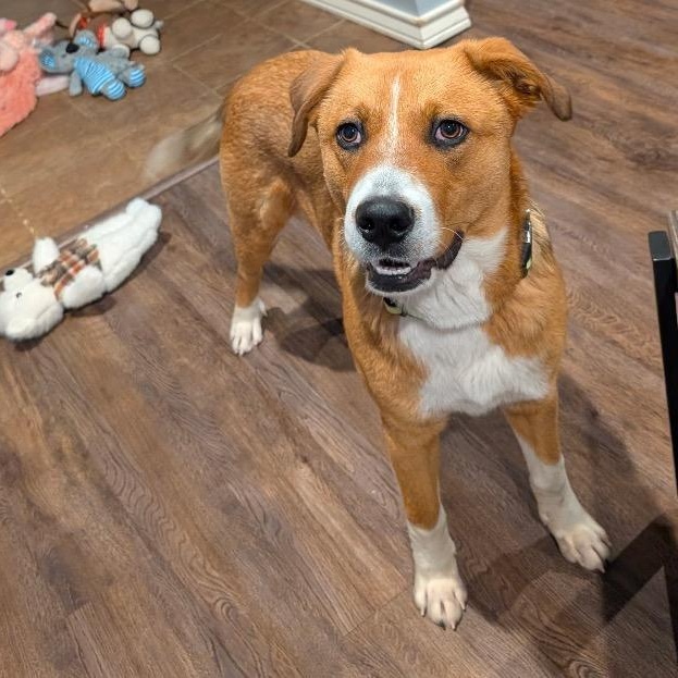 Enlarge Hank, a ADOPTABLE mixed breed in Chelmsford, MA image 5/5