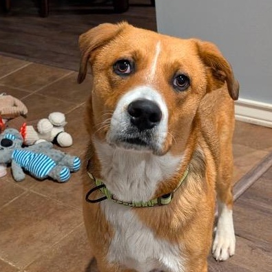 Enlarge Hank, a ADOPTABLE mixed breed in Chelmsford, MA image 1/5