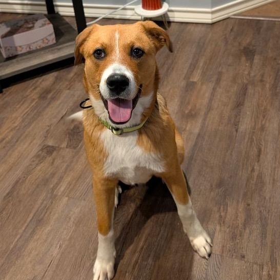 Enlarge Hank, a ADOPTABLE mixed breed in Chelmsford, MA image 2/5