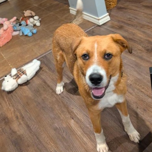 Enlarge Hank, a ADOPTABLE mixed breed in Chelmsford, MA image 4/5