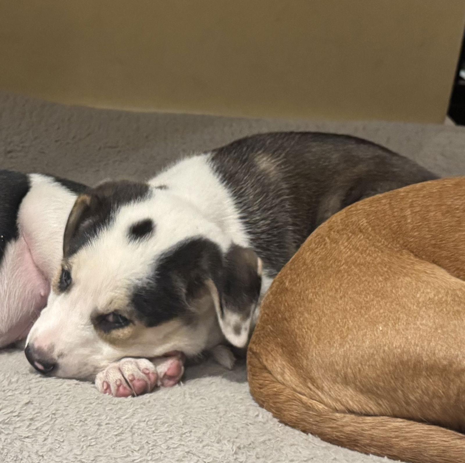 Fortuna, a Adopted mixed breed in Brooklyn Center, MN image 1/3