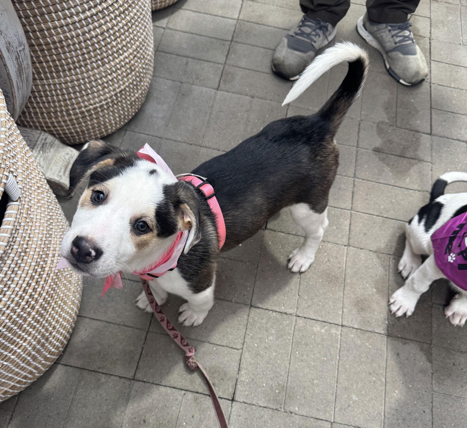 Fortuna, a Adopted mixed breed in Brooklyn Center, MN image 2/3