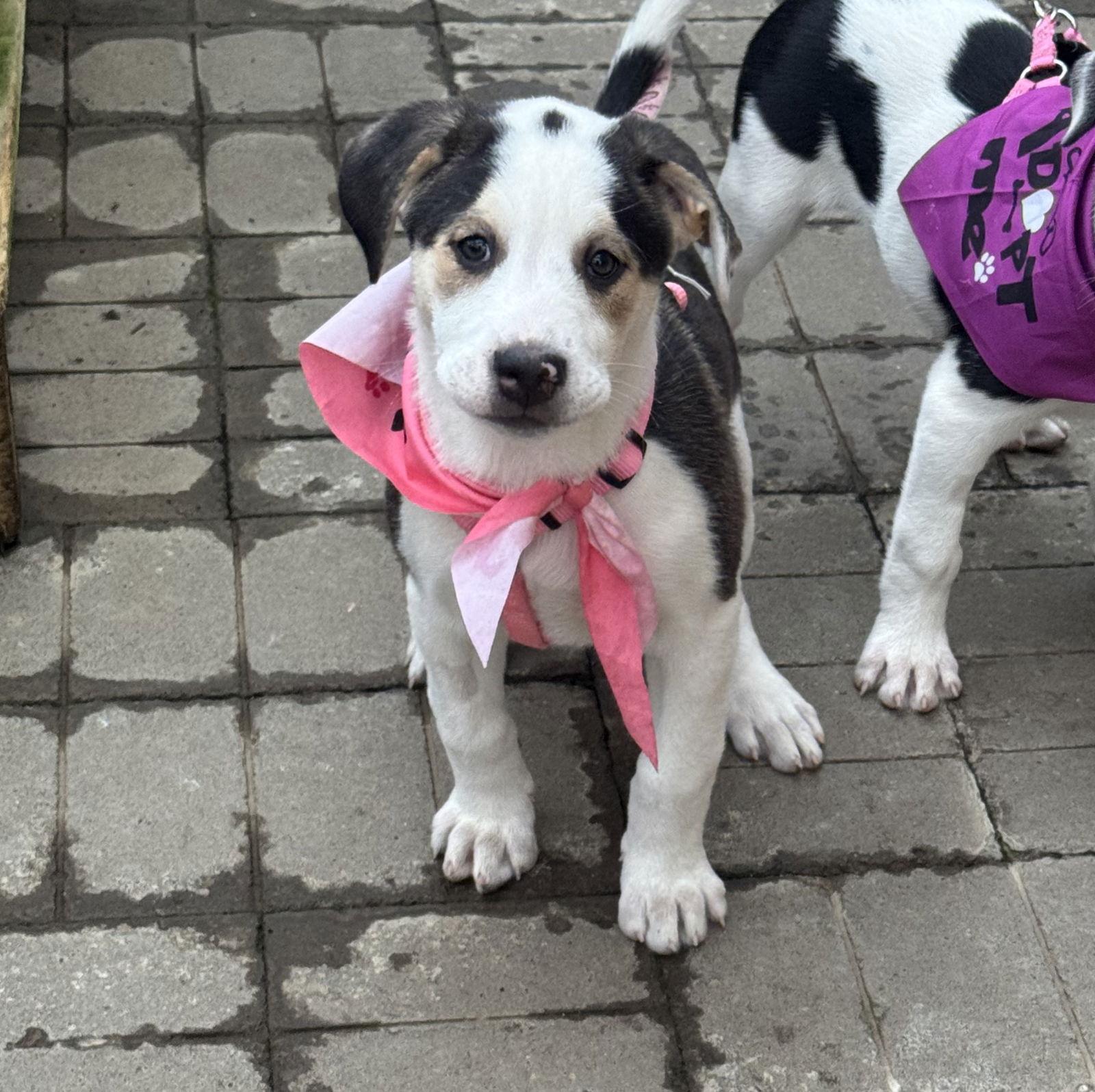 Fortuna, a Adopted mixed breed in Brooklyn Center, MN image 3/3