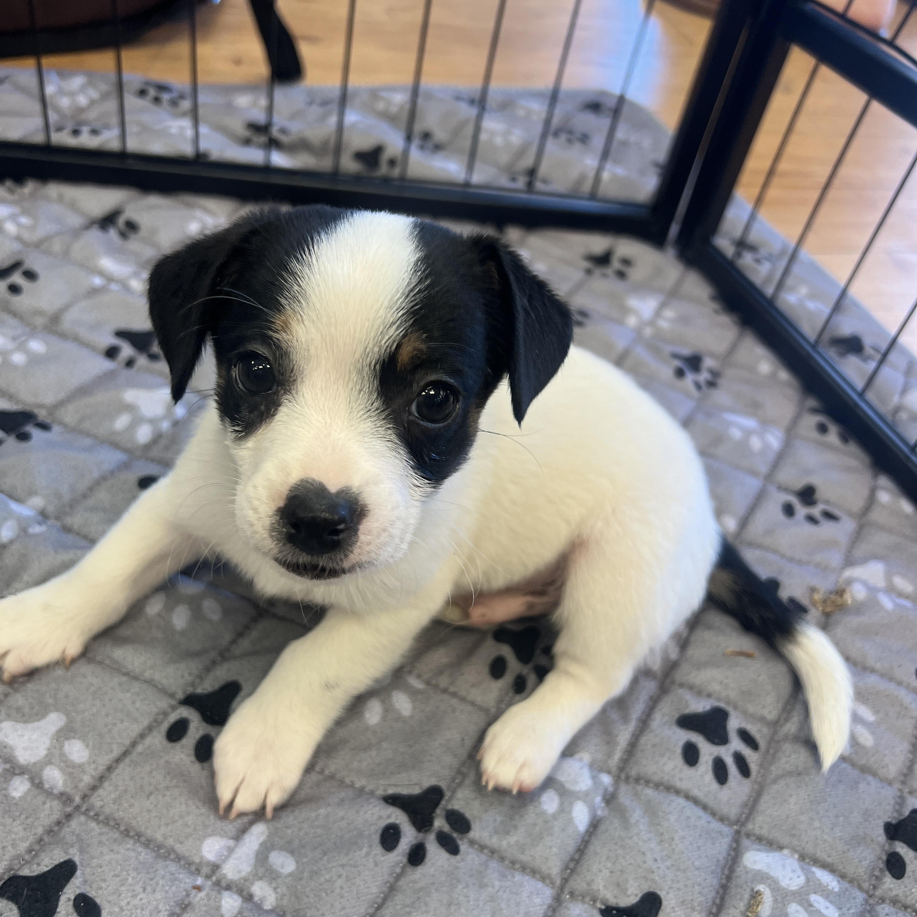 Kiwi, adopted, Puppy Male Terrier.