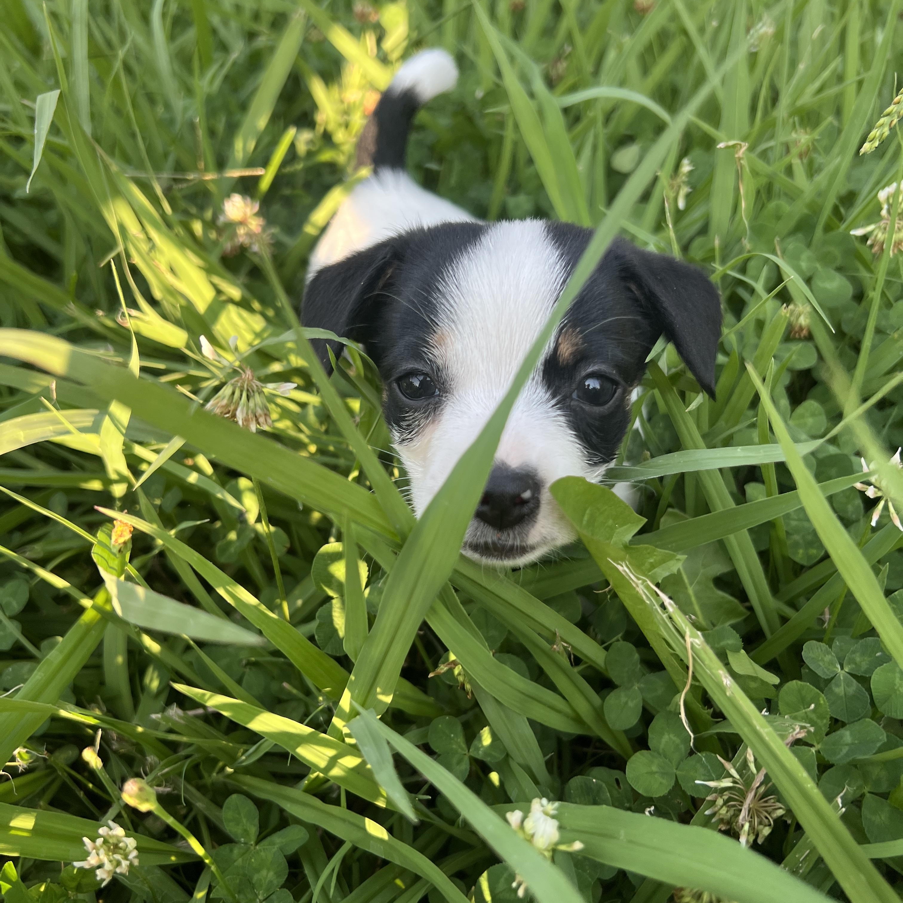 Kiwi, an adopted mixed breed in Penryn, CA image 2/3