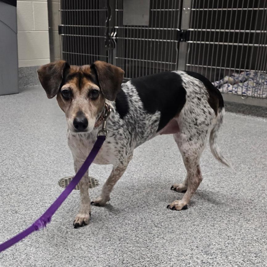 Moxie, Adoptable, Adult Female Beagle & Terrier.