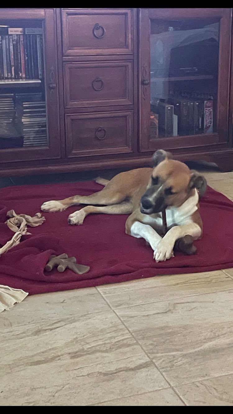 Enlarge Delilah, an adoptable mixed breed in Pensacola, FL image 3/6