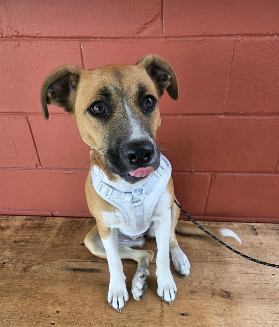 Enlarge Delilah, an adoptable mixed breed in Pensacola, FL image 4/6