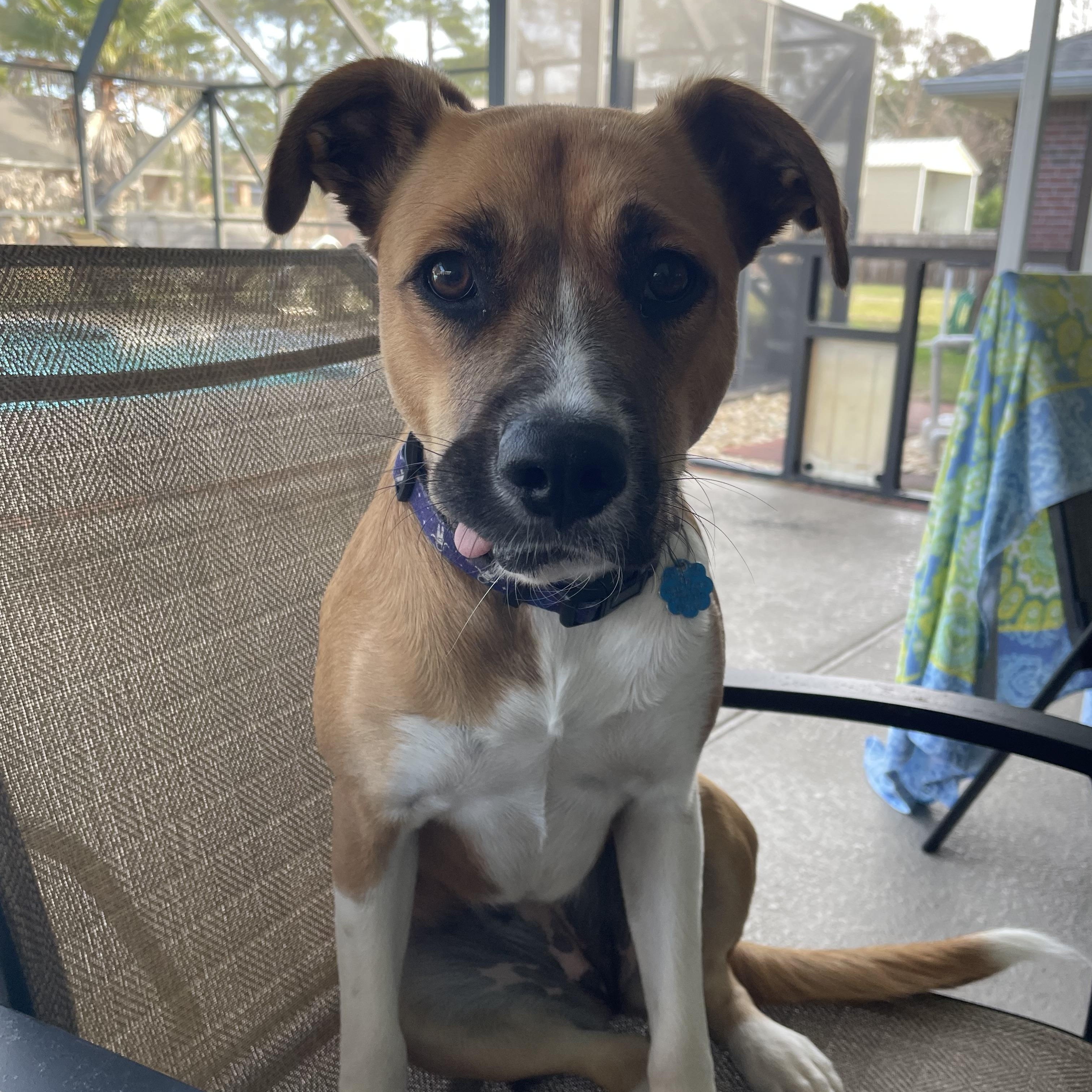 Enlarge Delilah, an adoptable mixed breed in Pensacola, FL image 1/6