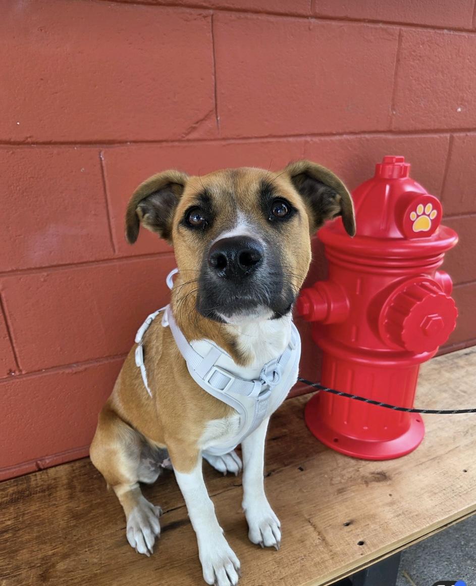 Delilah, Adoptable, Adult Female Dutch Shepherd.