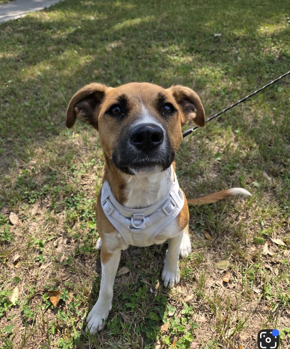 Enlarge Delilah, an adoptable mixed breed in Pensacola, FL image 6/6