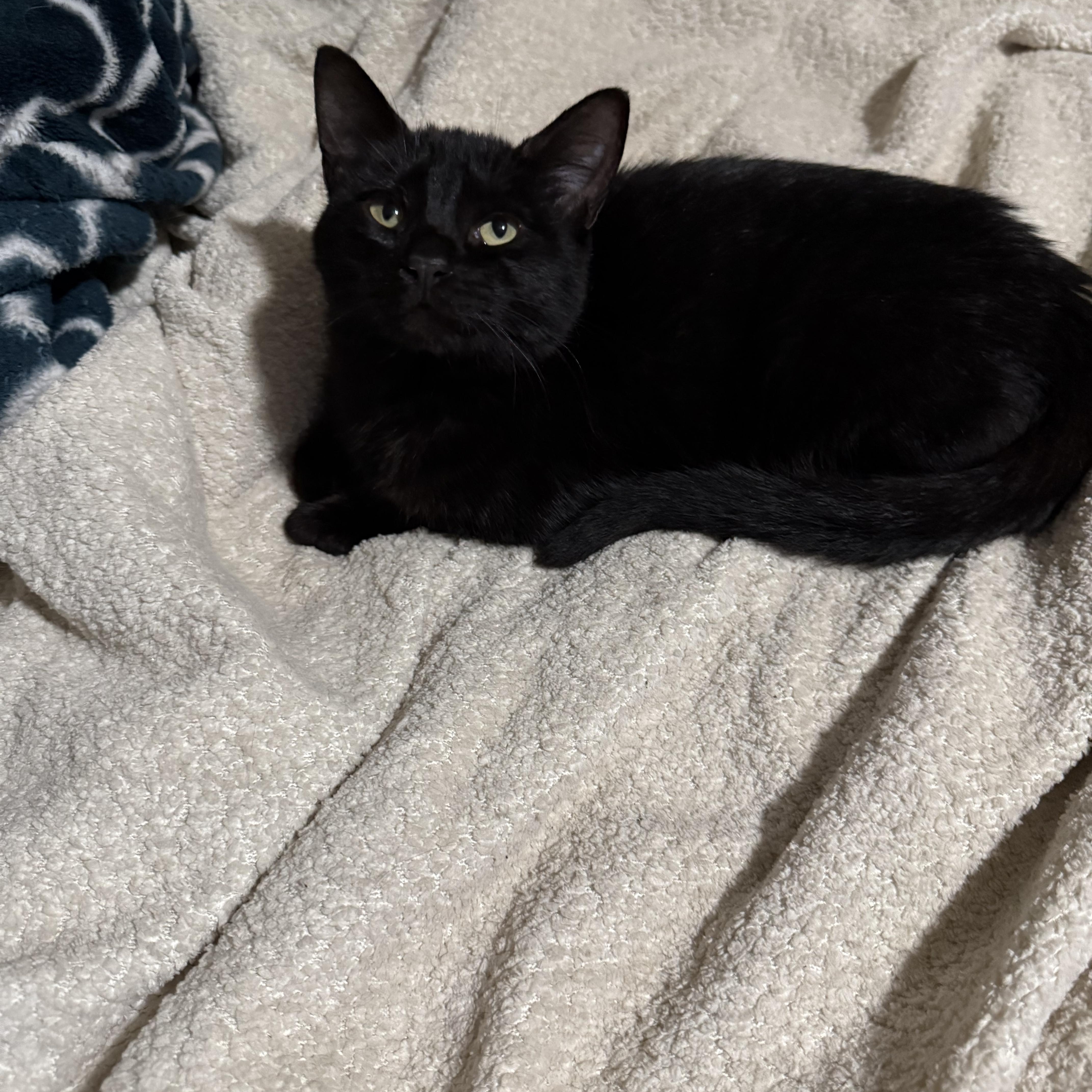 Sabrina the kitty witch