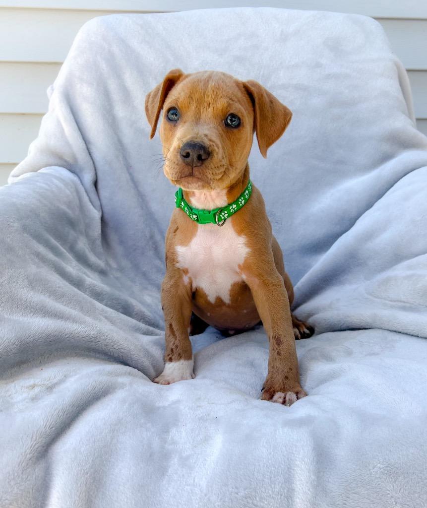 Enlarge Gravy, a Adoptable Pit Bull Terrier in Murray, KY image 2/2