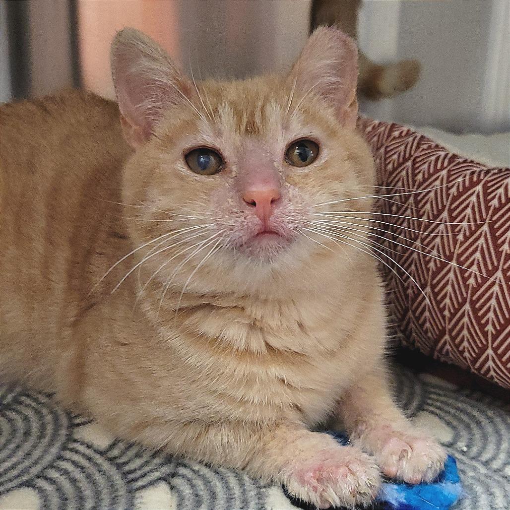 Frankie, Adoptable, Young Male Domestic Short Hair.