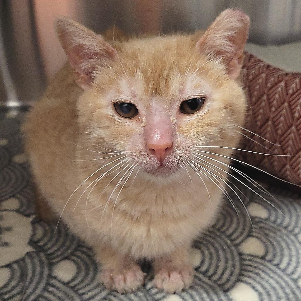 Enlarge Frankie, a Adoptable Domestic Short Hair in Nashville, IN image 2/6