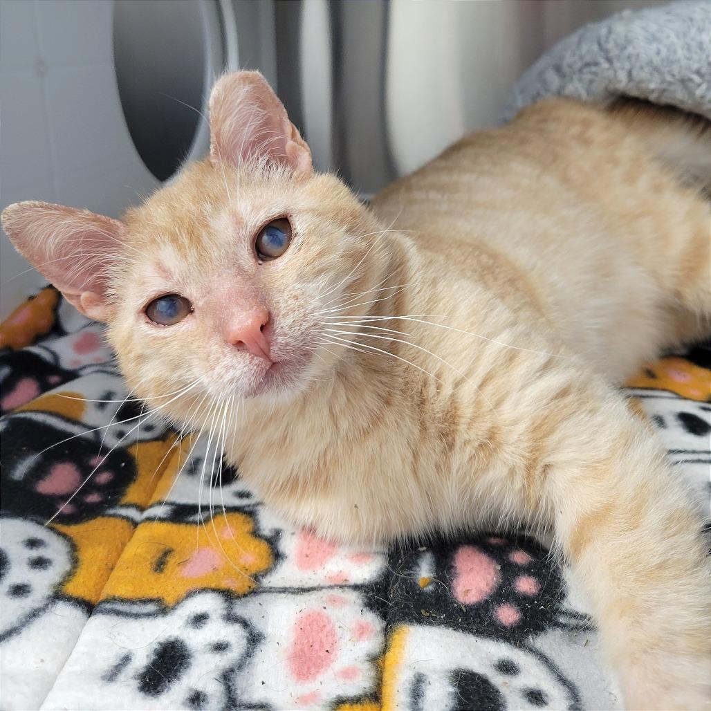 Enlarge Frankie, a Adoptable Domestic Short Hair in Nashville, IN image 3/6