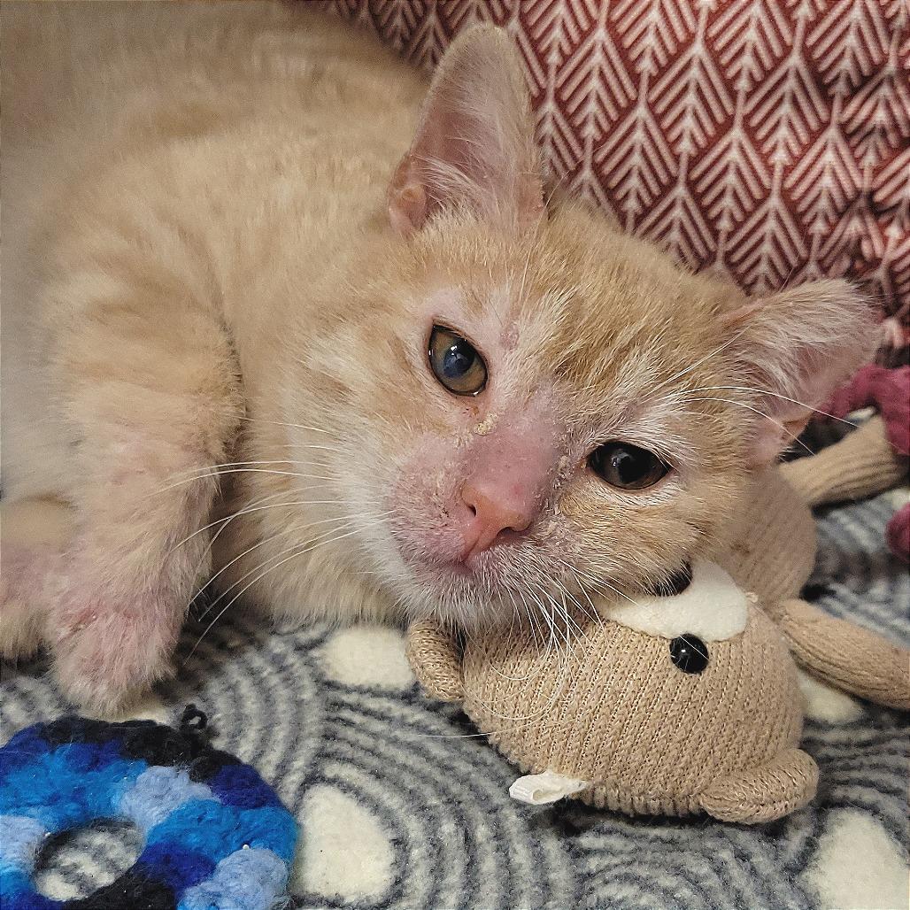 Enlarge Frankie, a Adoptable Domestic Short Hair in Nashville, IN image 4/6