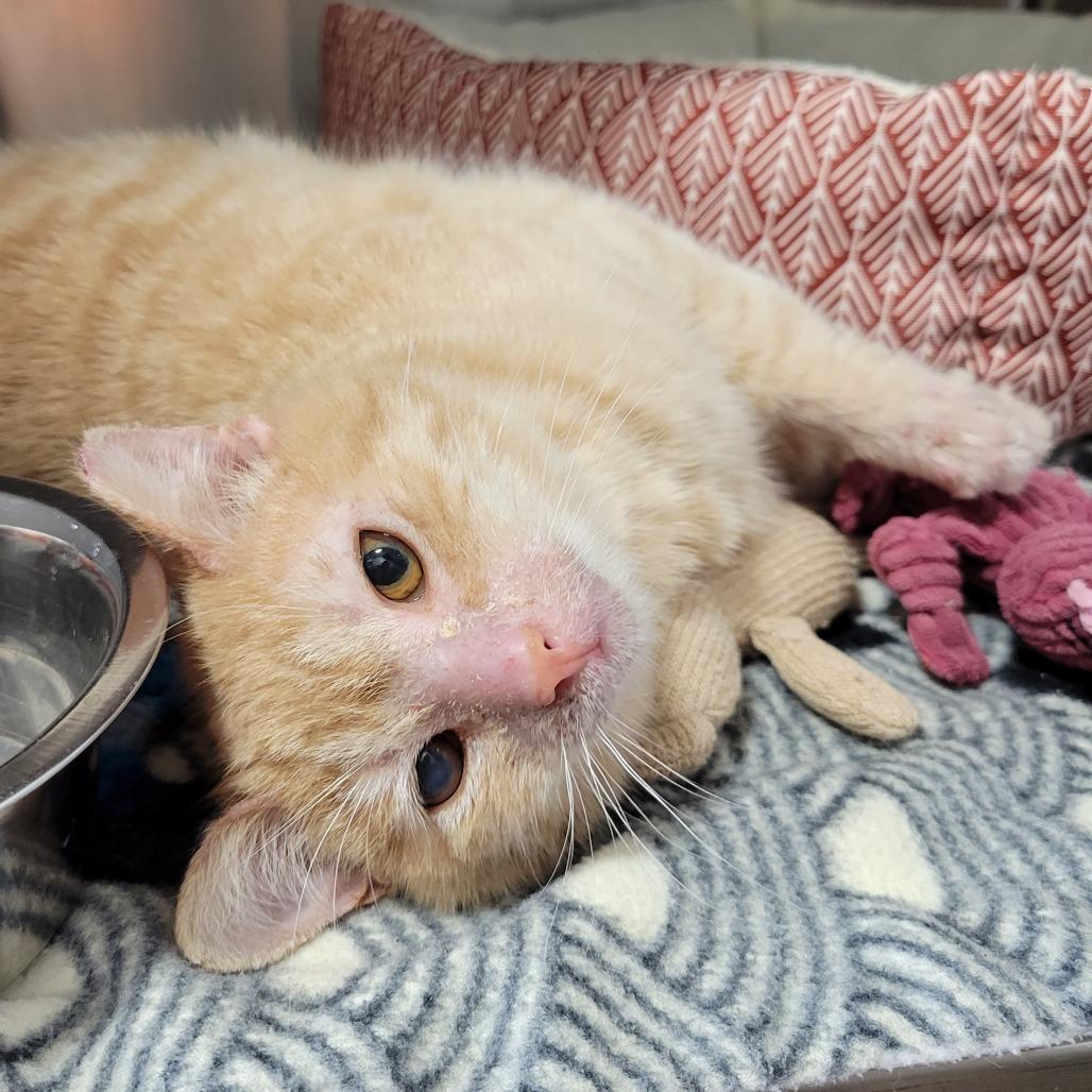 Enlarge Frankie, a Adoptable Domestic Short Hair in Nashville, IN image 5/6