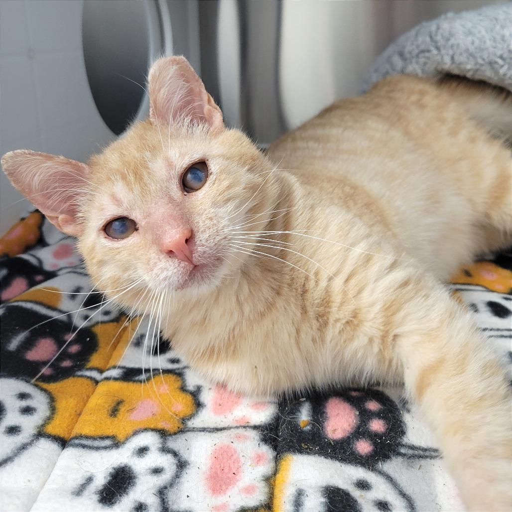 Enlarge Frankie, a Adoptable Domestic Short Hair in Nashville, IN image 6/6