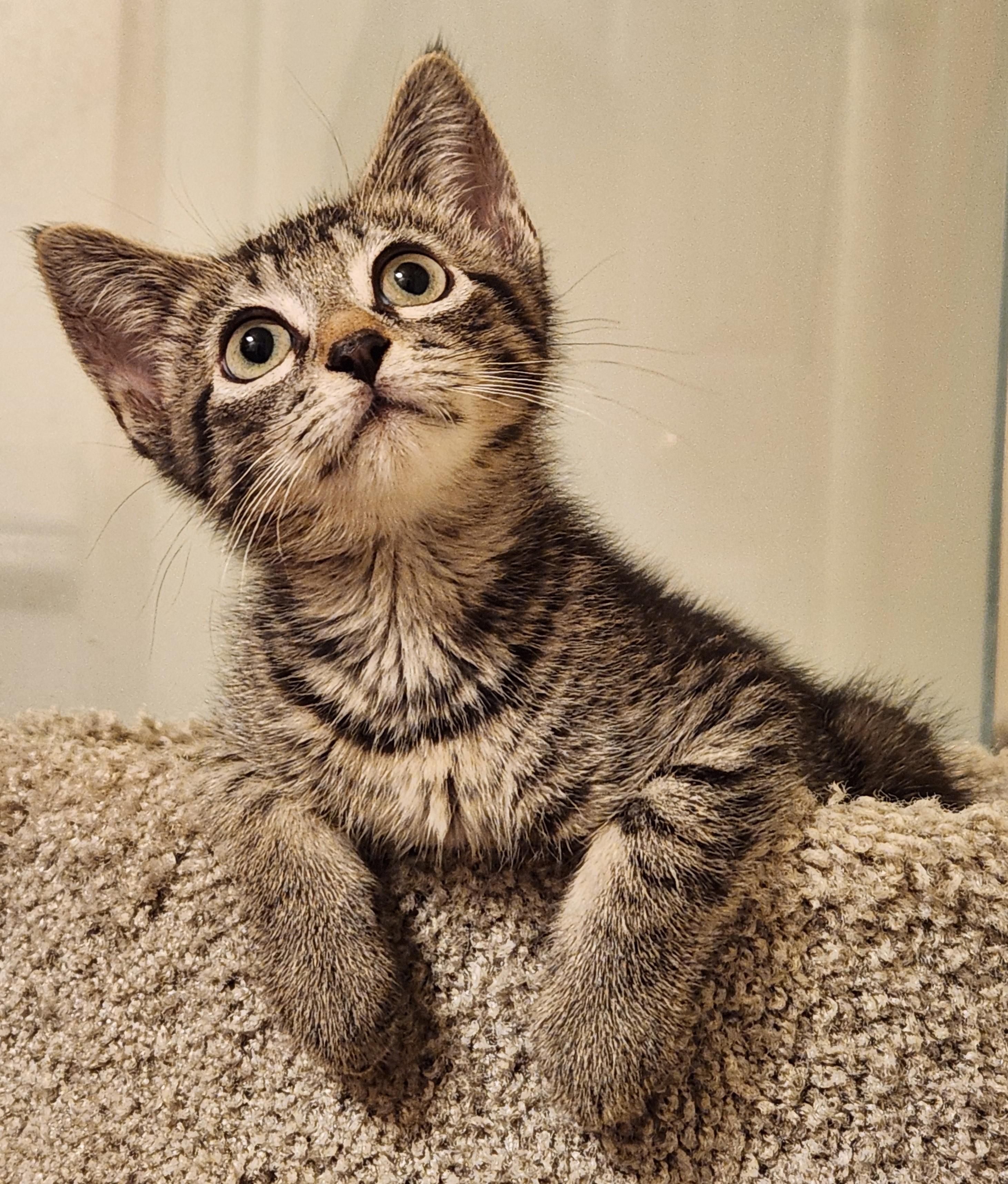 Ziggy, ADOPTABLE, Kitten Male Tabby & Tiger.
