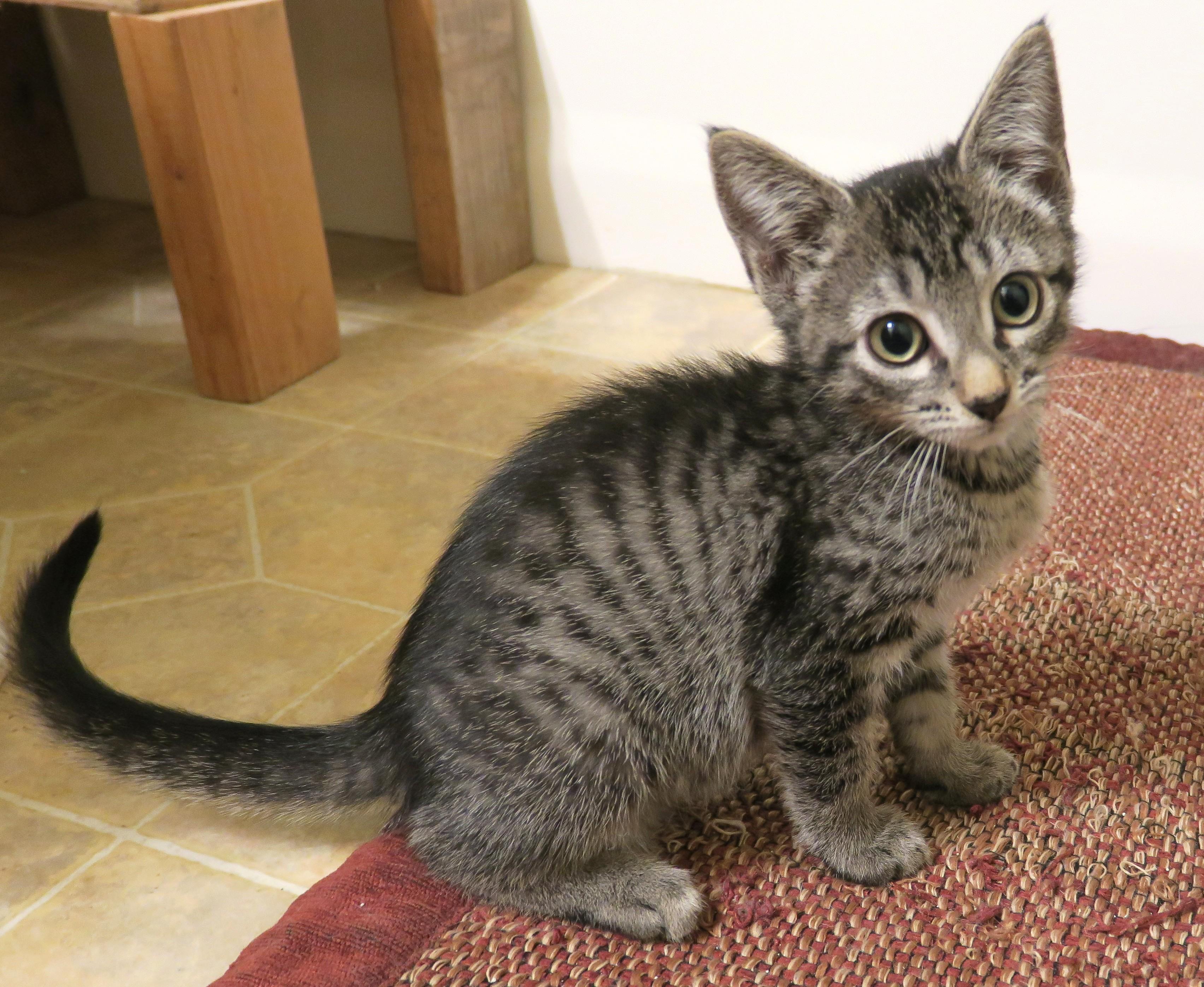 Enlarge Ziggy, a ADOPTABLE mixed breed in Bow, WA image 4/6