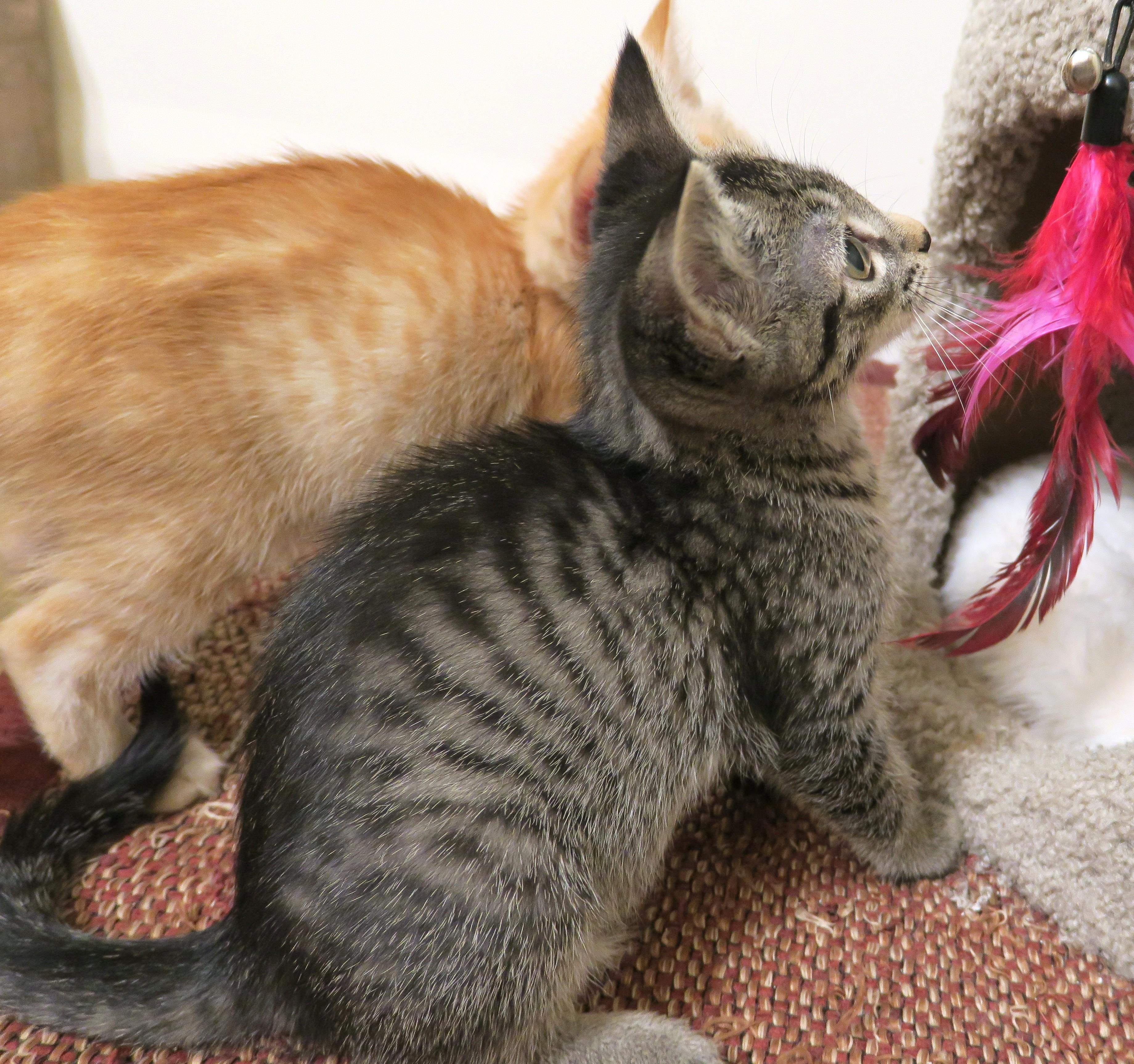 Enlarge Ziggy, a ADOPTABLE mixed breed in Bow, WA image 5/6