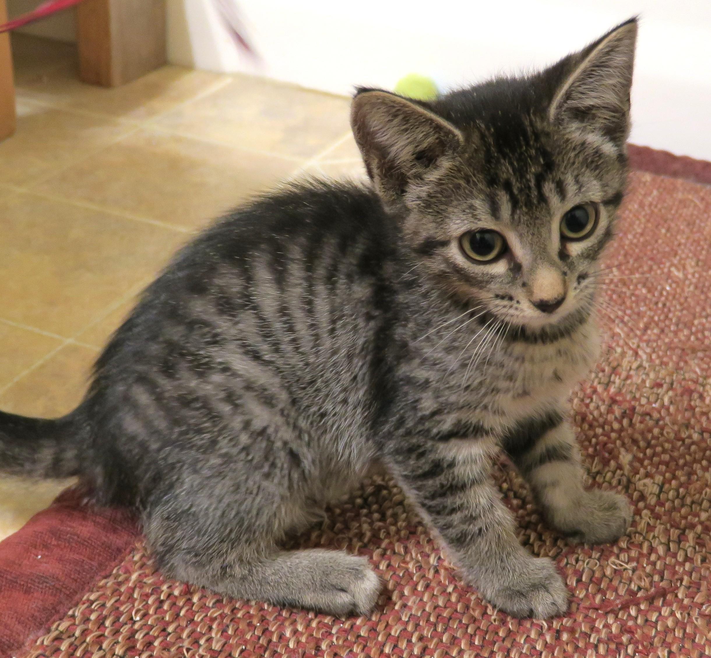 Enlarge Ziggy, a ADOPTABLE mixed breed in Bow, WA image 2/6