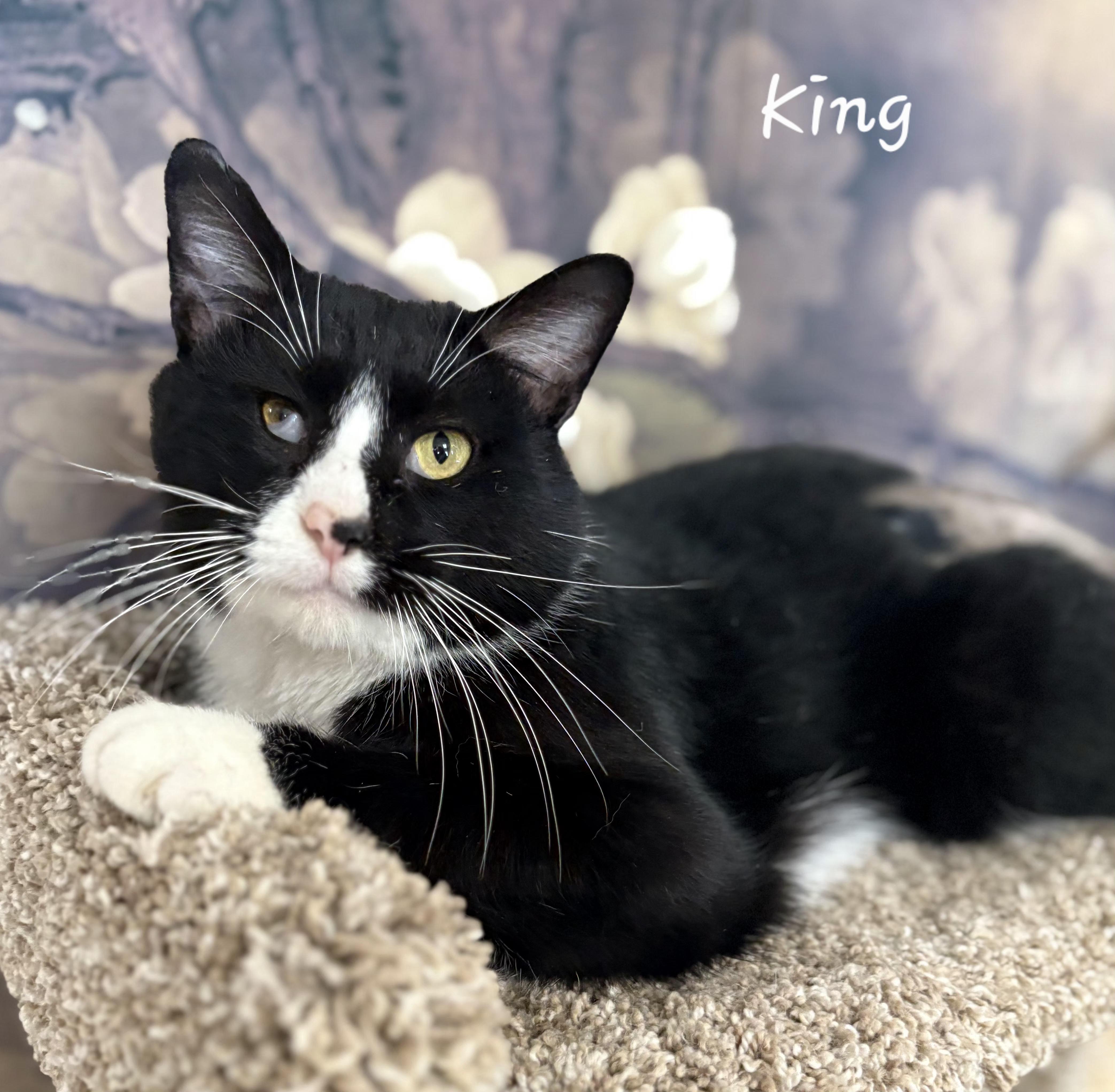 Enlarge King, a ADOPTABLE Domestic Short Hair in Aurora, NE image 1/2