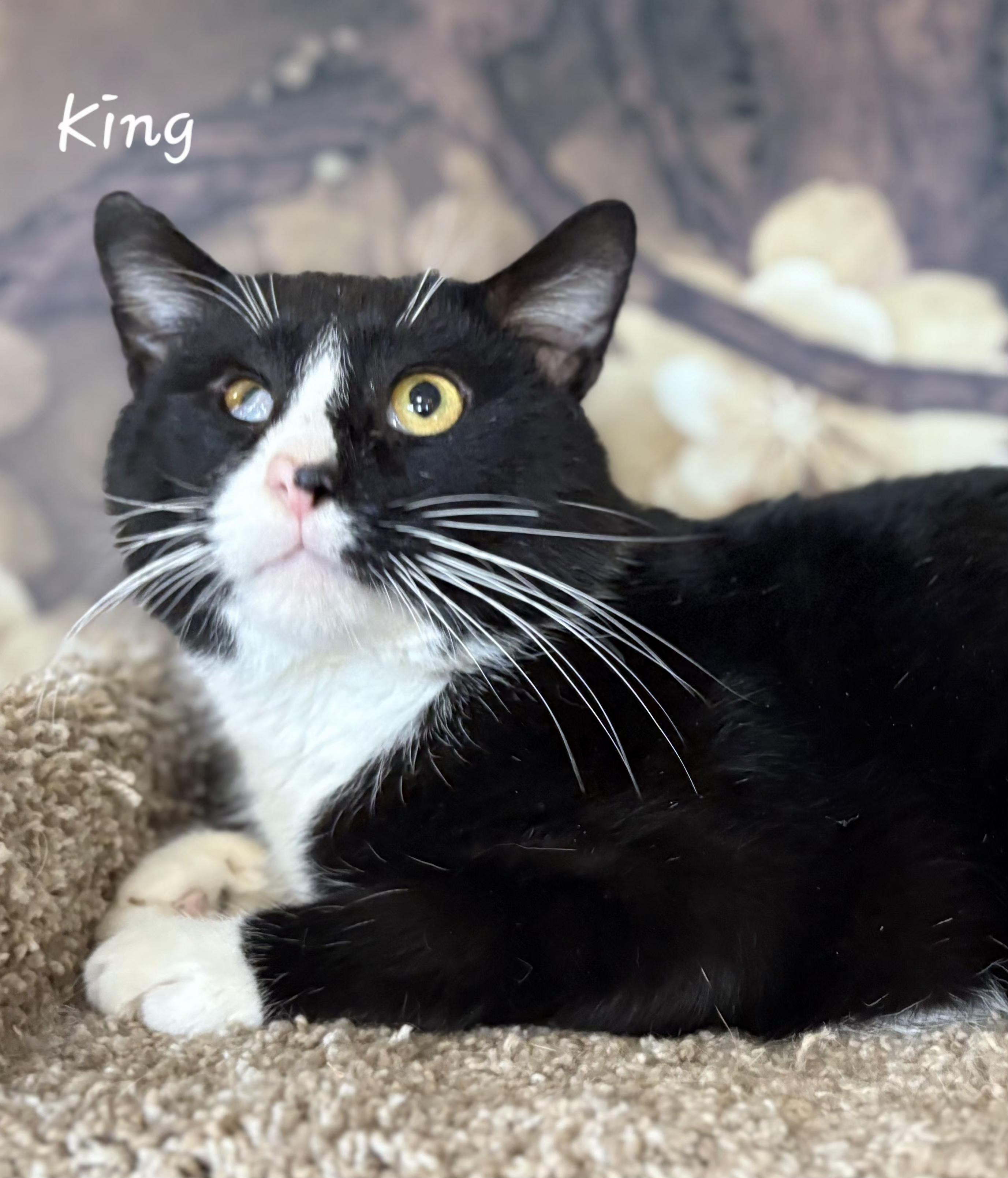Enlarge King, a ADOPTABLE Domestic Short Hair in Aurora, NE image 2/2