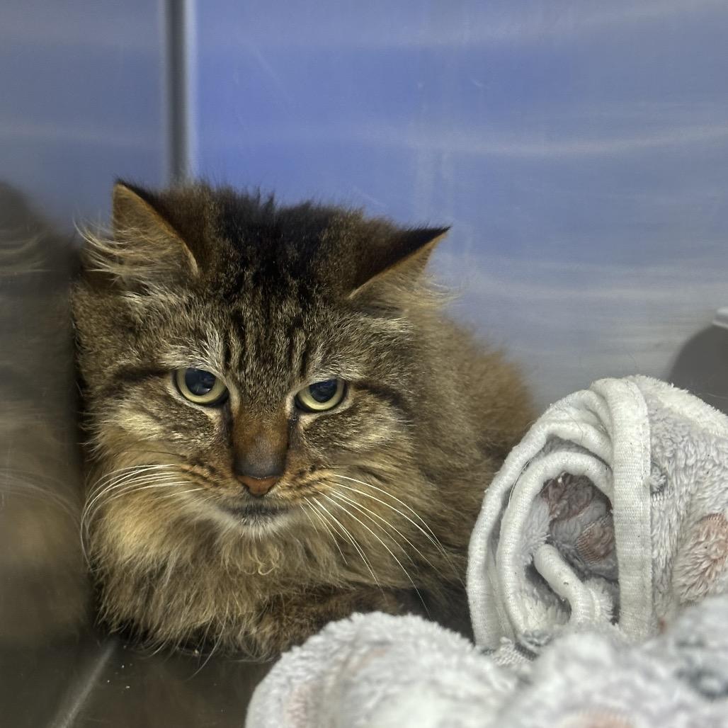 Velcro, Adoptable, Adult Male Domestic Long Hair.